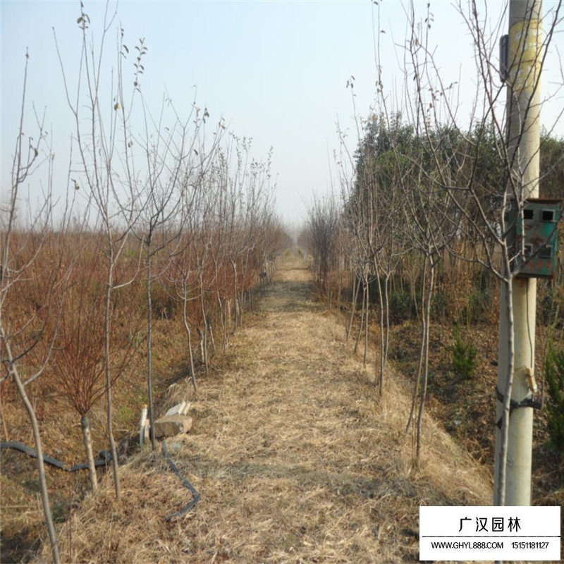 木瓜樹基地