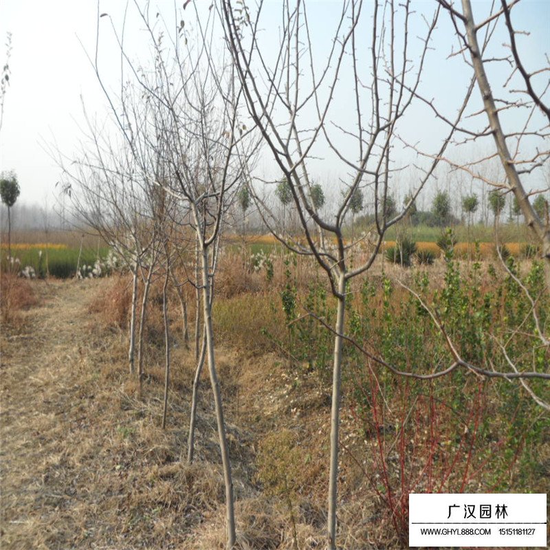 木瓜樹基地