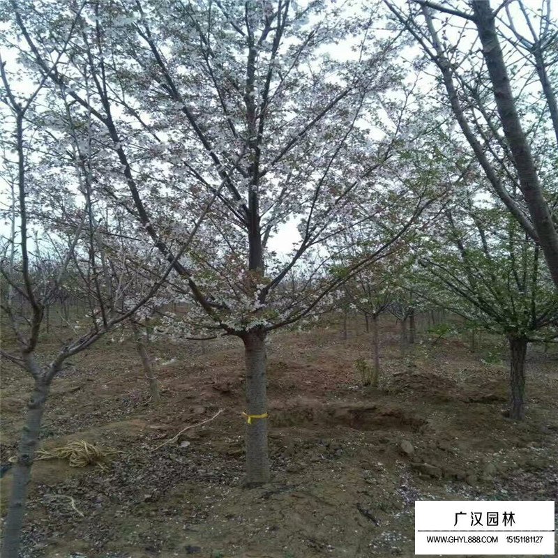 櫻花基地