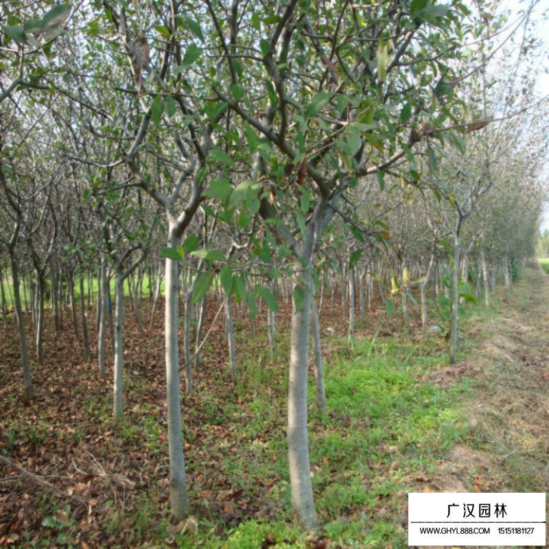 垂絲海棠基地