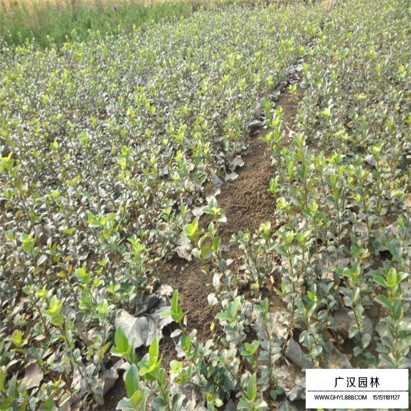 扶芳藤基地