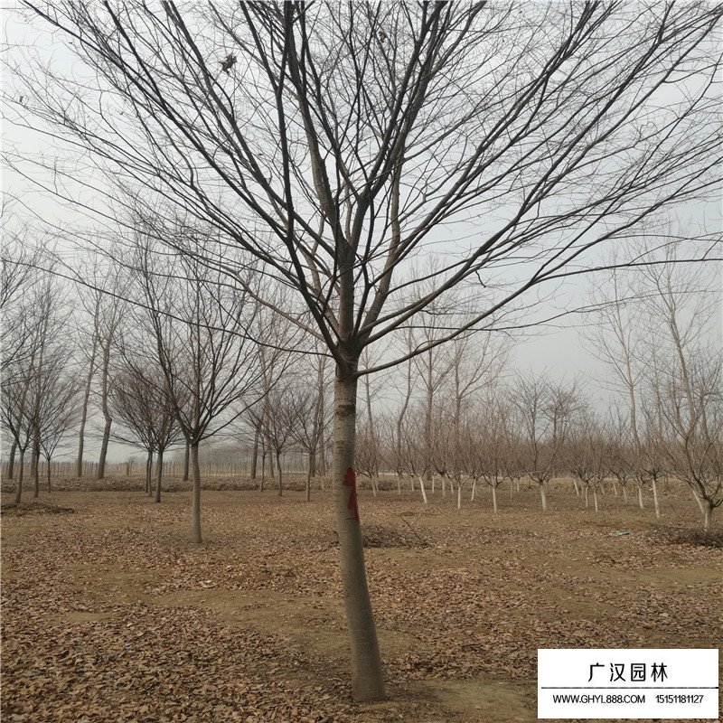 紅櫸價格