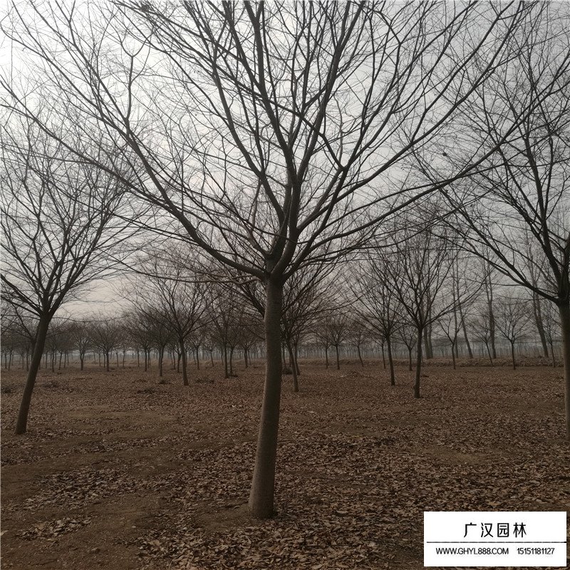 紅櫸基地