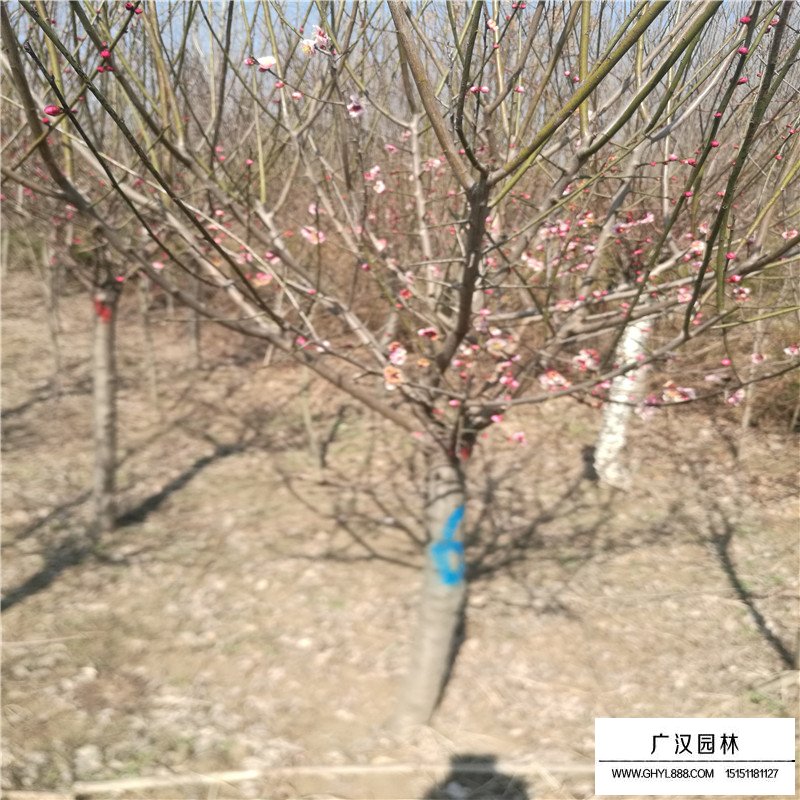紅梅基地