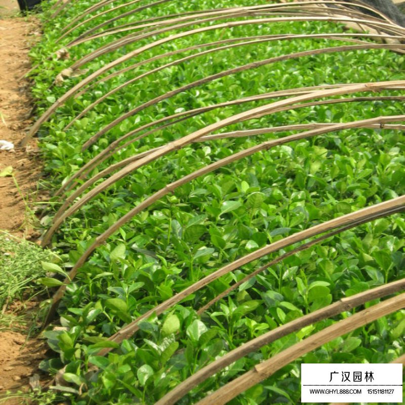 扶芳藤價格