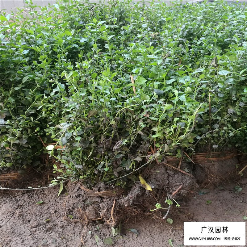 扶芳藤和小葉扶芳藤區別