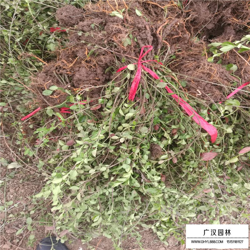 扶芳藤和小葉扶芳藤區別