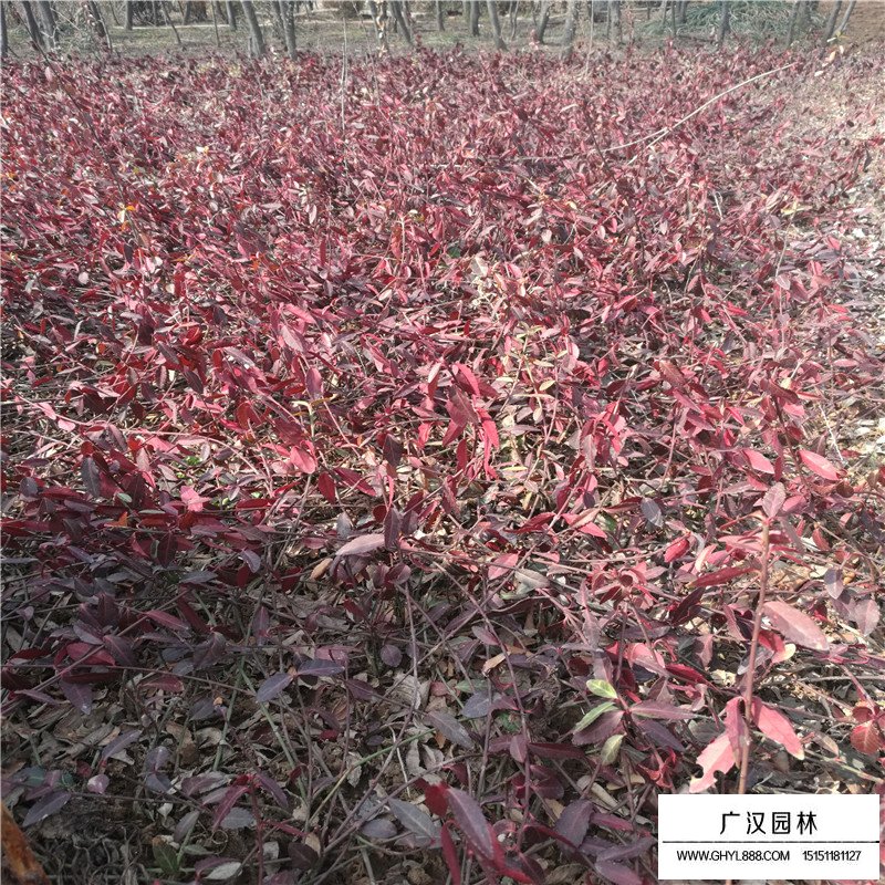 扶芳藤和小葉扶芳藤區別