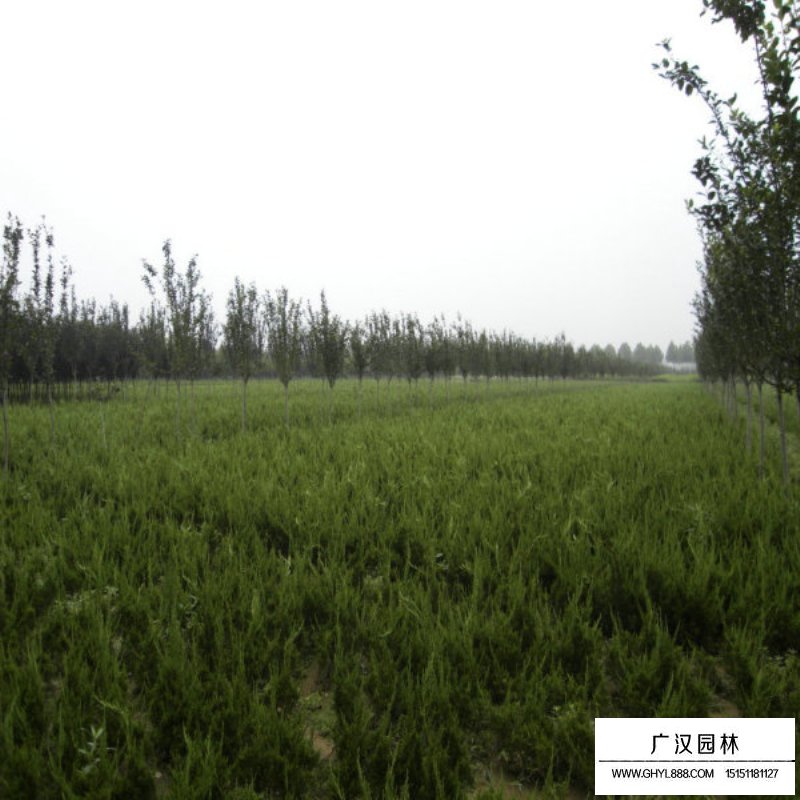 龍柏基地