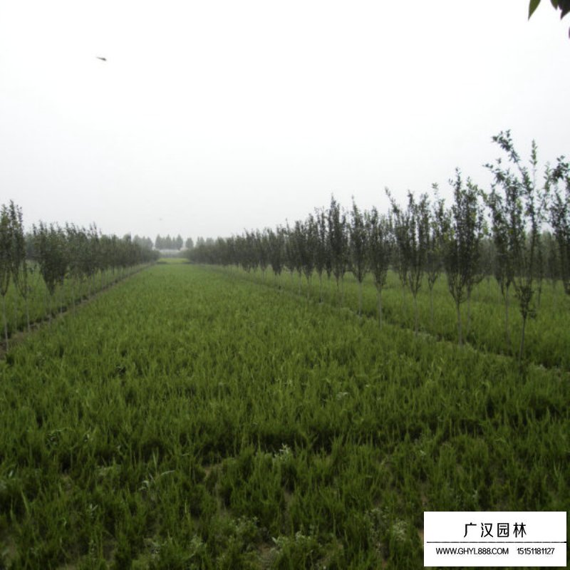龍柏基地