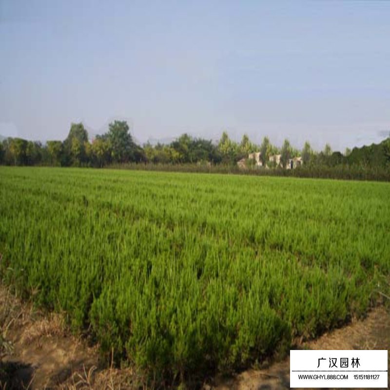 龍柏基地