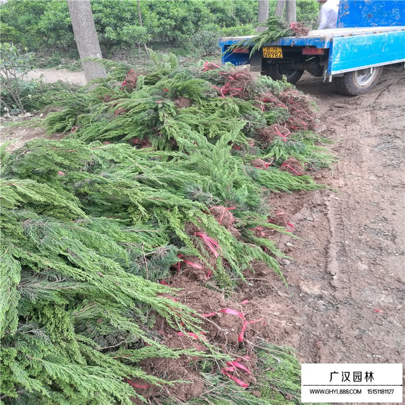 龍柏基地