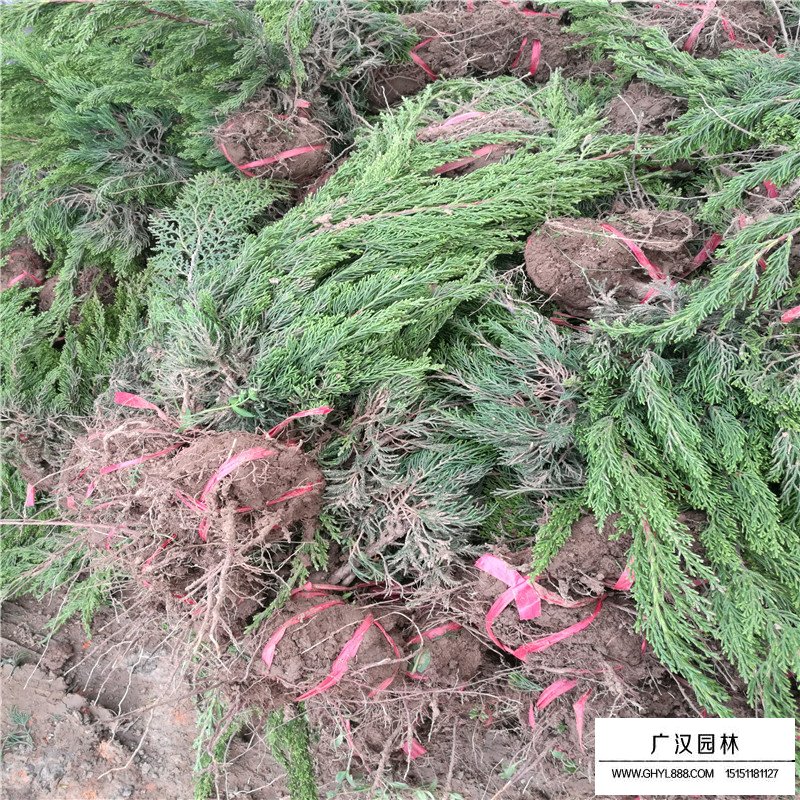 龍柏基地