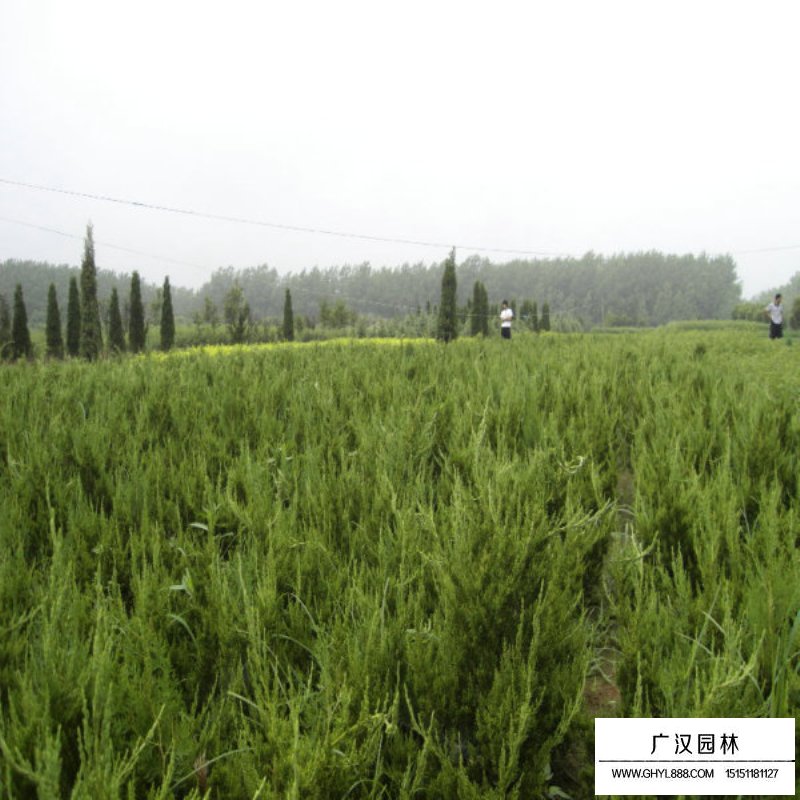龍柏基地