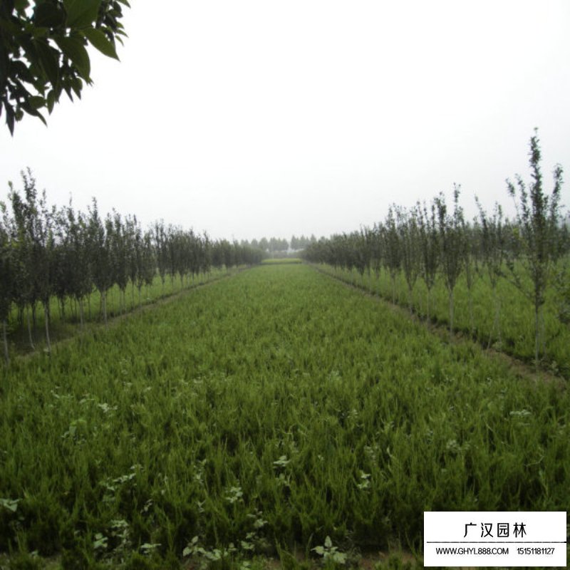 龍柏基地