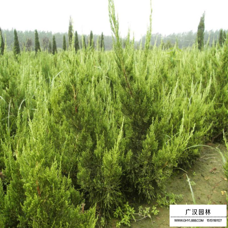 龍柏價格