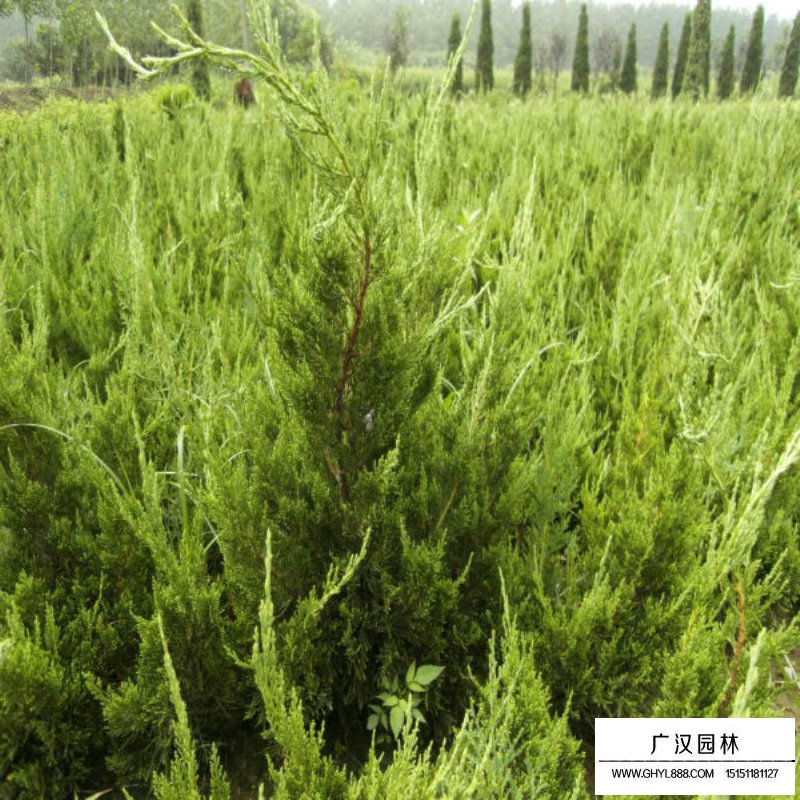 龍柏價格