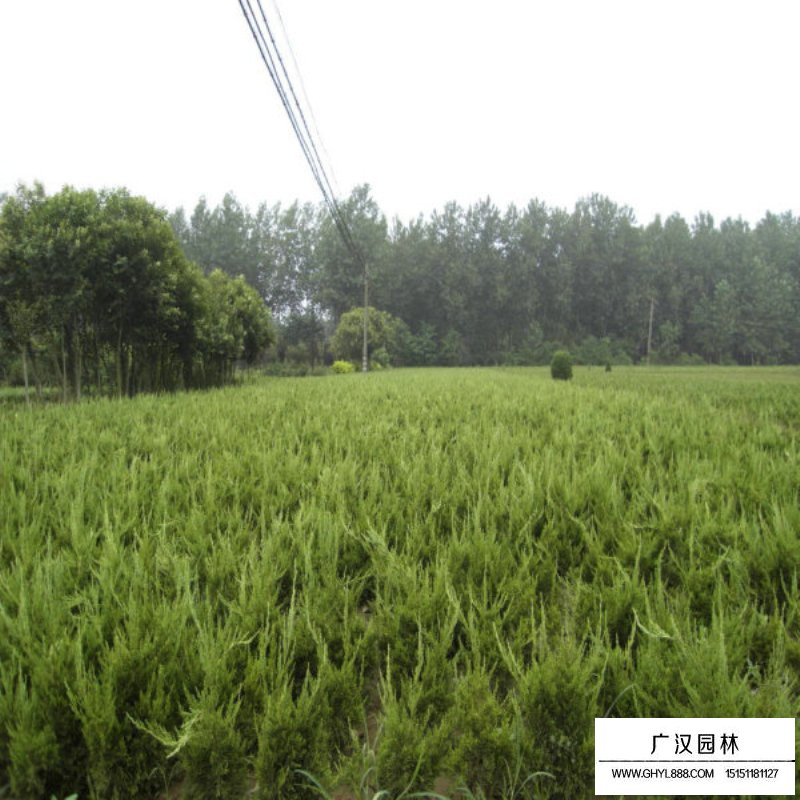 龍柏價格