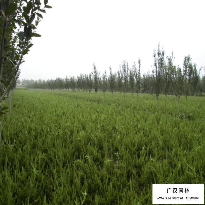 龍柏價格