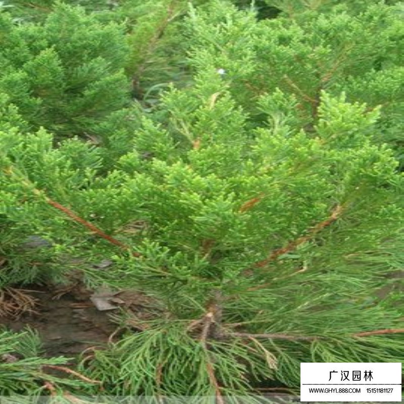 龍柏基地