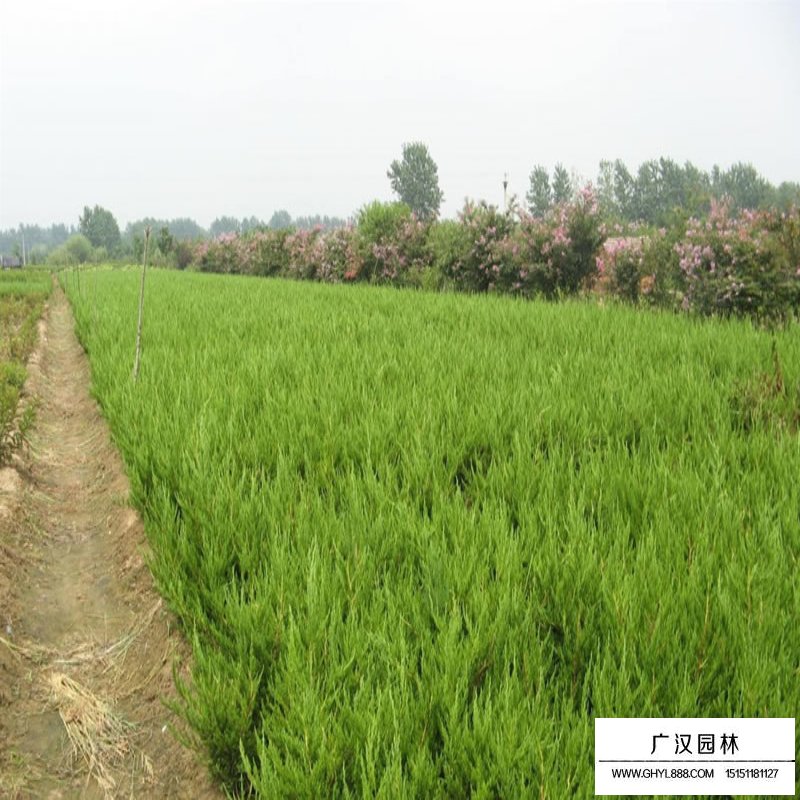 龍柏基地