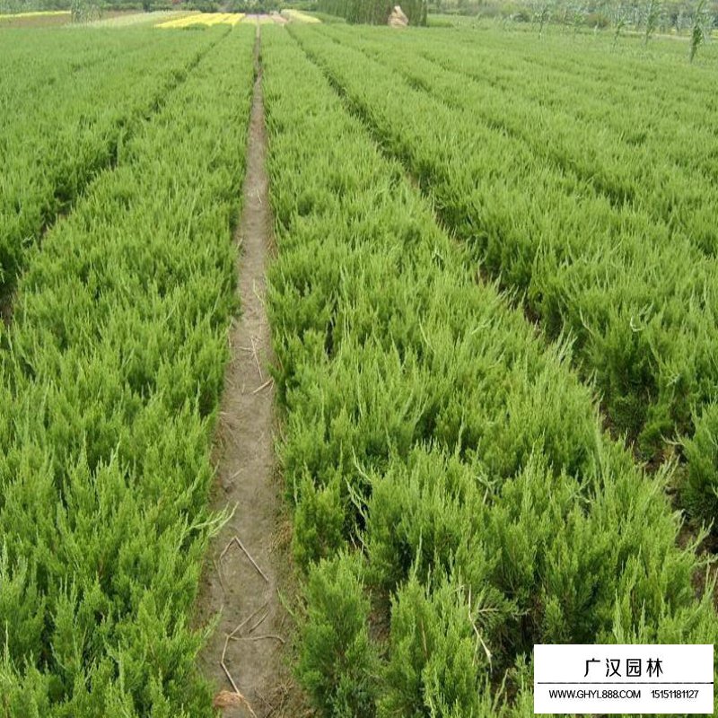 龍柏基地