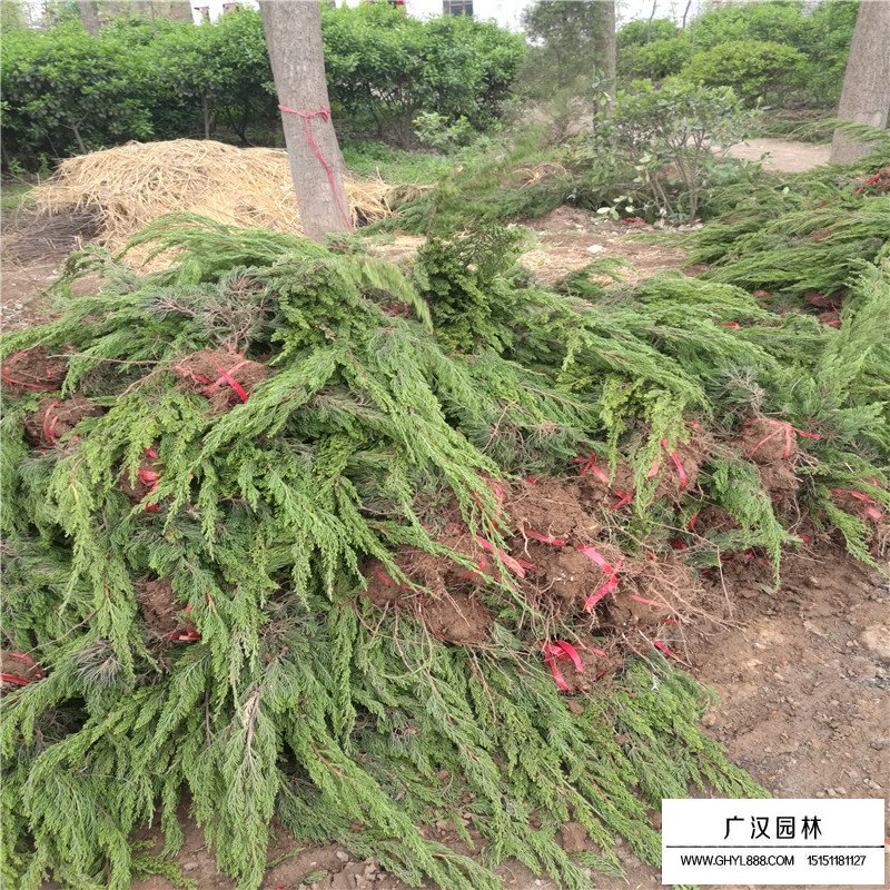 龍柏基地