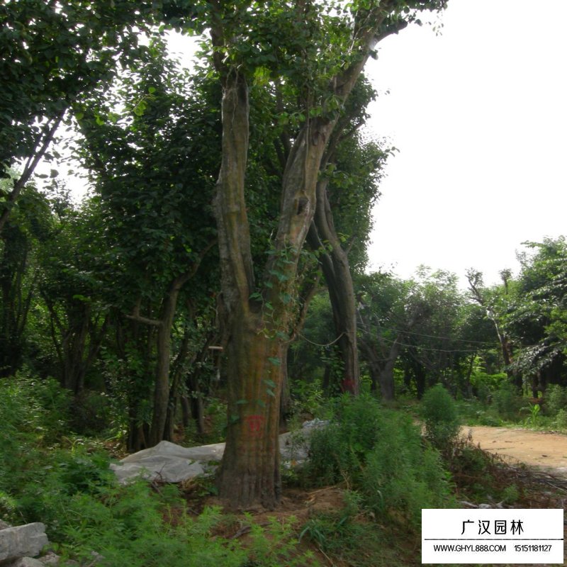 木瓜樹基地