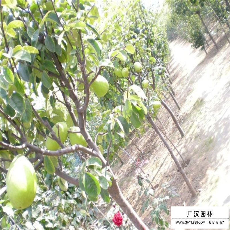 木瓜樹基地
