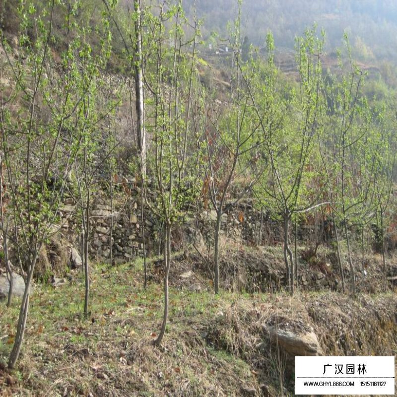 木瓜樹基地