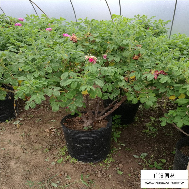月季價格