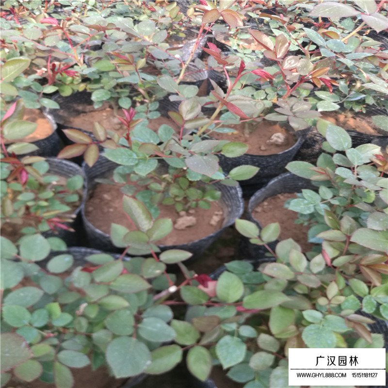 月季價格