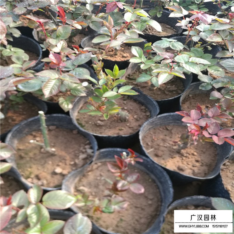 月季價格