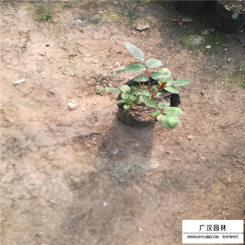 月季價格