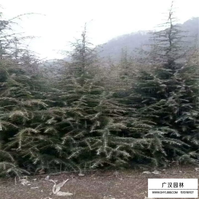 雪松價格