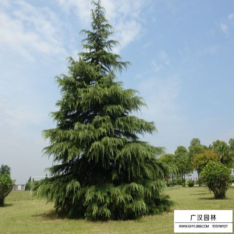 雪松價格