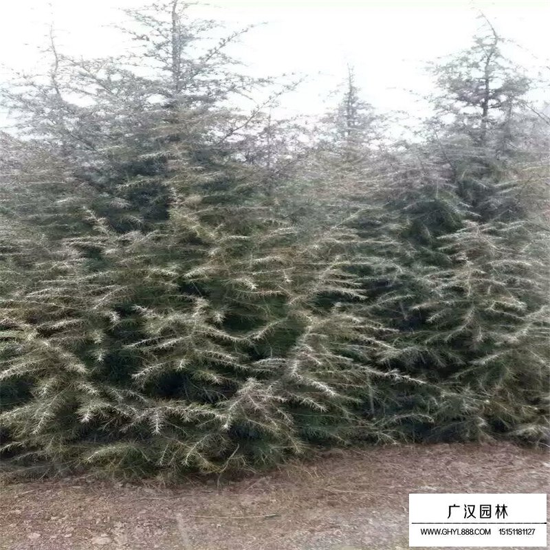 雪松價格