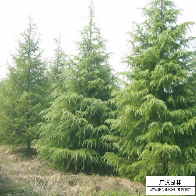 雪松價格