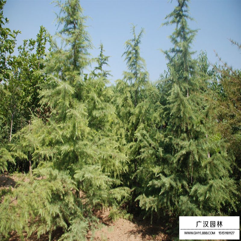 雪松價格