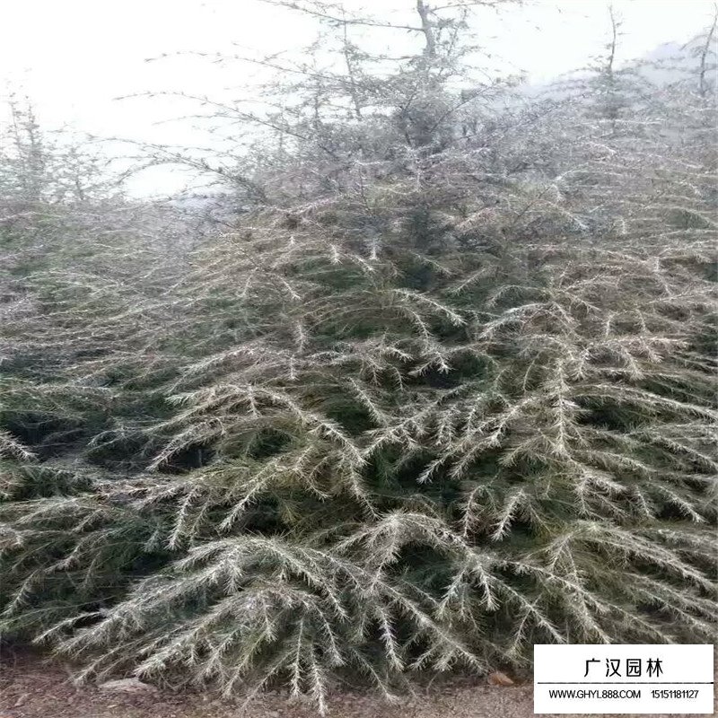 雪松價格
