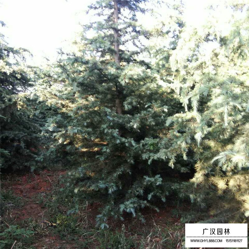 雪松價格
