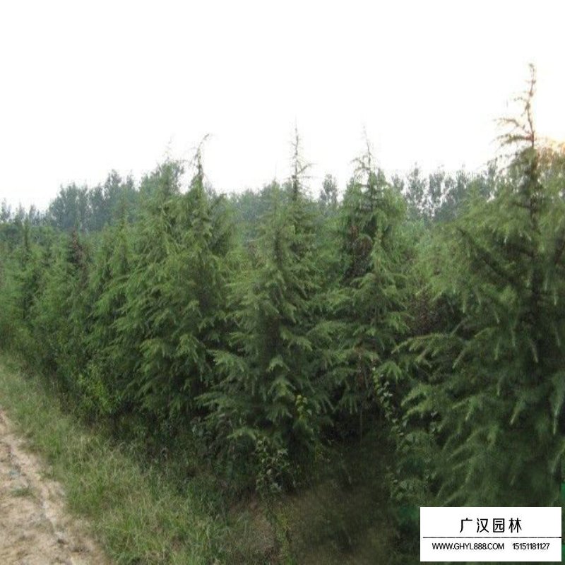 雪松價格