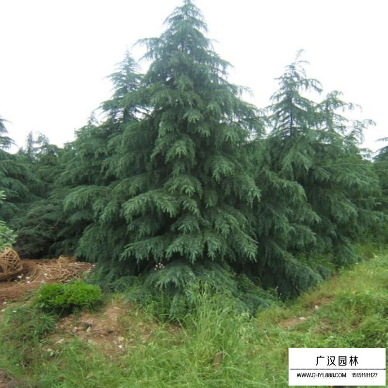 雪松價格