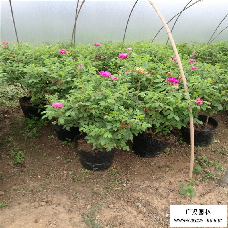 月季花基地