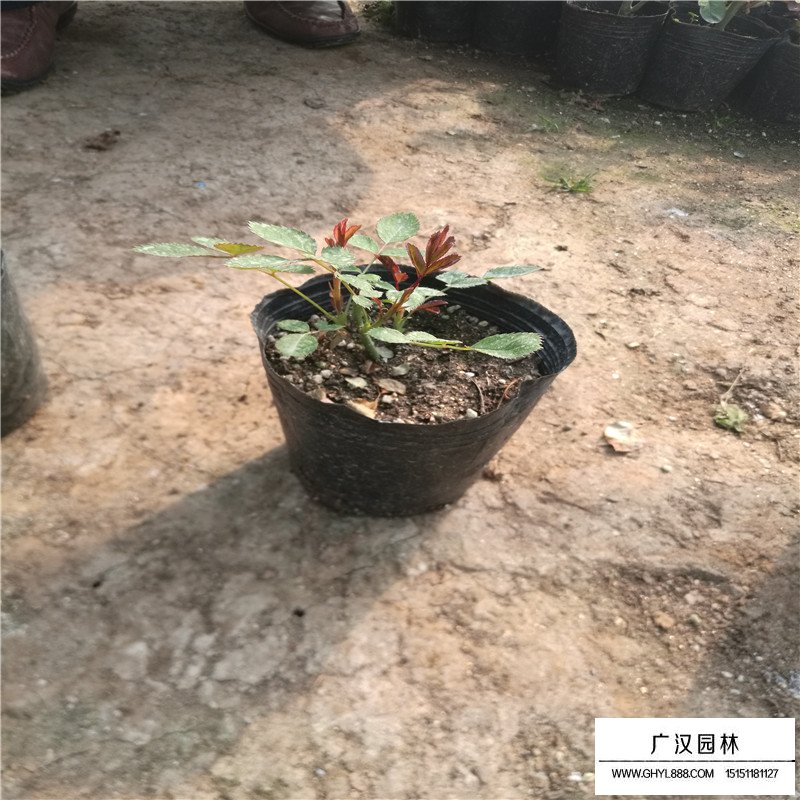 月季價格