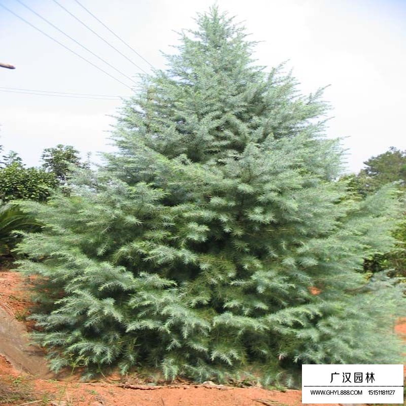 雪松圖片