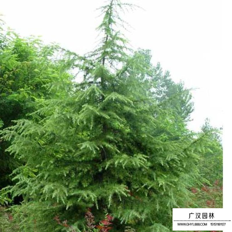 雪松圖片