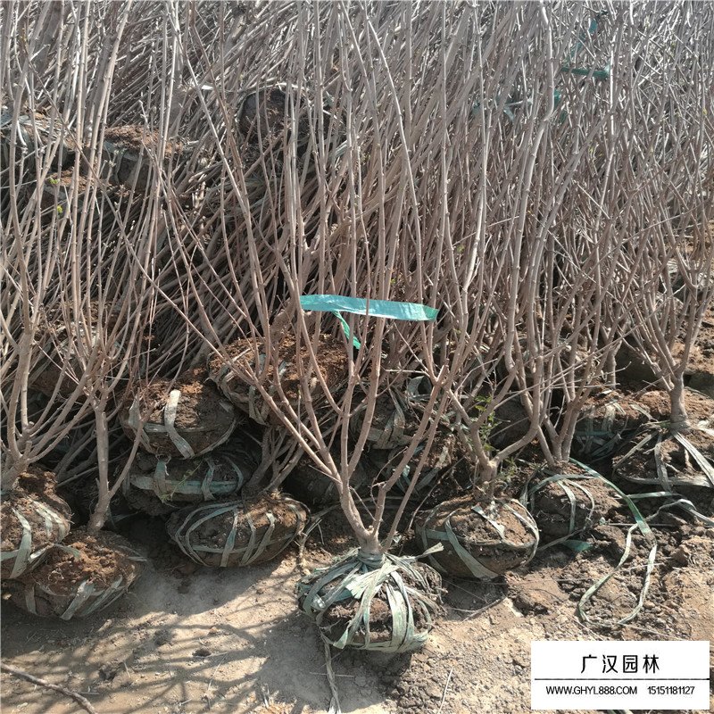 叢生丁香基地