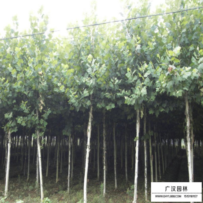 法桐樹的介紹