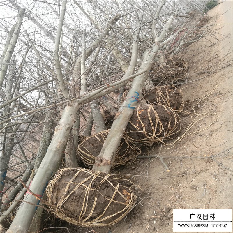 法桐樹施肥技術